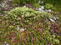 Üppig blühende Wiesen auf der Velika Planina &ndash; &copy; Simone Willner (Eberhardt TRAVEL)