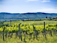 Auf dem Weg zum Weingut Kralj, Landschaft wie in der Toskana &ndash; &copy; Simone Willner (Eberhardt TRAVEL)