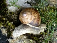 Weinbergschnecke an der Mauer von Stanjel &ndash; &copy; Simone Willner (Eberhardt TRAVEL)