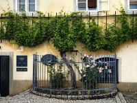 An der ältesten Weinrebe in Maribor, sie steht hier bereits seit über 400 Jahren &ndash; &copy; Simone Willner (Eberhardt TRAVEL)