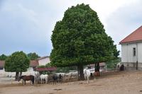 251 Karst, Lipica