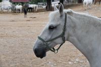 252 Karst, Lipica