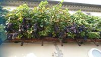 Der älteste Wein der Welt, der Rebstock soll über 400 Jahre alt sein