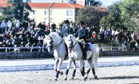 Dressurshow Lipica