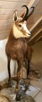 Gemsbock im Museum des Nationalparks, Trenta