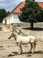 Im Gestüt Lipica