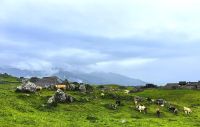Kühe, Bergidylle und Sennerhütten - Velika Planina