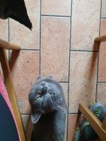 Katze bei Ancka.jpg