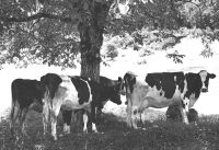 Ländliche Idylle in Slowenien nahe des Bohijnsees