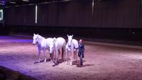 Lipica - die Lipizzaner - Vorstellung