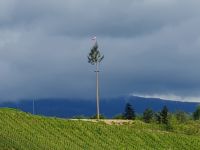 Maibaum in Slowenien.jpg