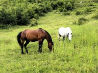 Nochmal Dorfidylle, diesmal mit Pferden in Starina Fuzina