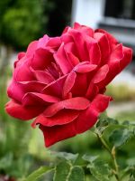 Rose im Garten