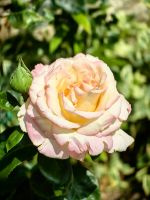 Rose in Smartno