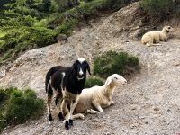 Schafe am Scheitelpunkt des Vrsic Passes