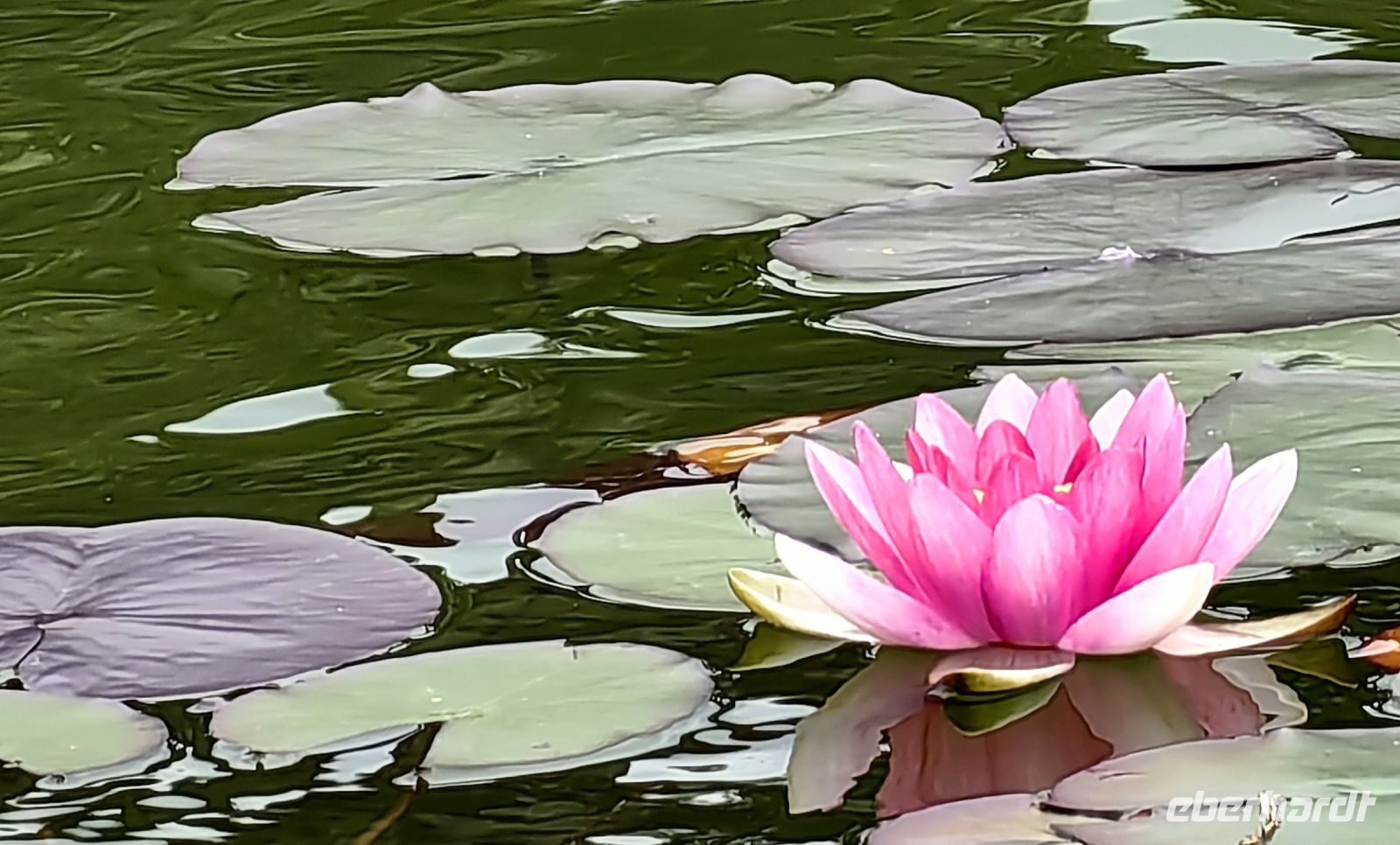 Seerose im Ferrarigarten