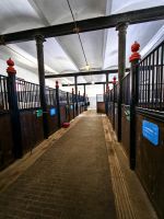 Stall in Lipica