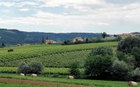 Weinregion bei Koper