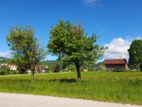 Wiese in Zrece.jpg