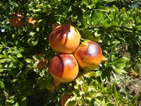 035 Granatapfel