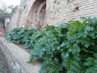 Acantus an der Alhambra