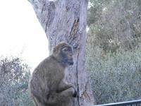 Gibraltar-Berberaffen