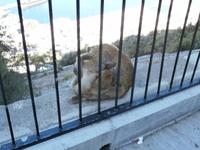 Gibraltar-Berberaffen