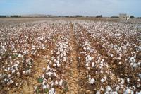 Baumwolle - auch ein Überbleibsel der Araber: al-qutn > algodón 