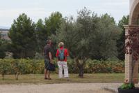 Begutachtung eines Ölbaums