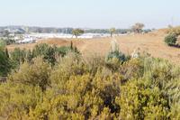 Blühende Yucca (Carmona)