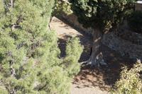 Zwei Eichhörnchen (man sieht nur eines) spielen im Castillo de Gibralfaro, Málaga