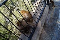 Sich lausen dient der Pflege sozialer Bindungen 