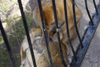 Gegenseitige Entlausung dient der sozialen Pflege