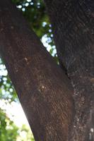 Orangenbaum wächst aus Palme