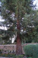 Sequioa (Mammutbaum, kalifornischer Herkunft)
