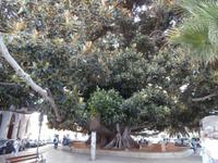 Cadiz-Supergummibaum