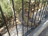 Gibraltar18