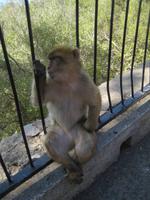 Gibraltar19
