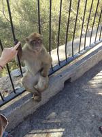 Gibraltar28