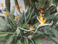 Blumen im Hotel Estival Park La Pineda