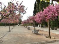 Alhambra Granada Judasbaum