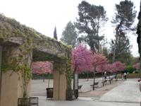 Alhambra Granada Judasbaum