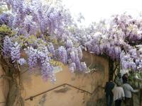 Alhambra Granada Generalife Blauregen