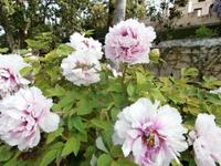 Alhambra Granada Generalife Pfingstrosen