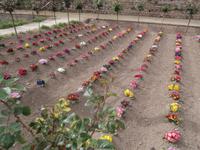 Alhambra Granada Generalife Primel