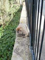 Gibraltar und die Berberaffen