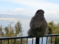 Gibraltar und die Berberaffen