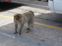 Gibraltar und die Berberaffen