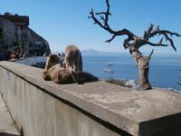 Gibraltar und die Berberaffen