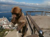 Gibraltar und die Berberaffen